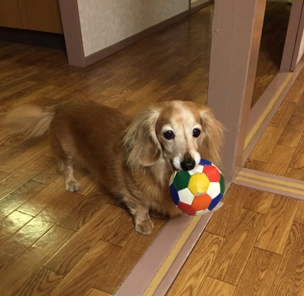 Playing-with-ball